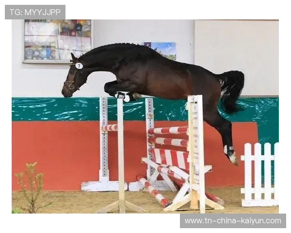 美国骑手马库斯·奥尔洛布在巴黎奥运会上与“Jane”马匹共同参赛，尽管因马匹受伤被迫退出，但展现了坚强意志。